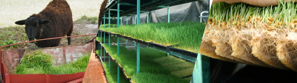 Producción de forraje con un sistema de riego para FVH 