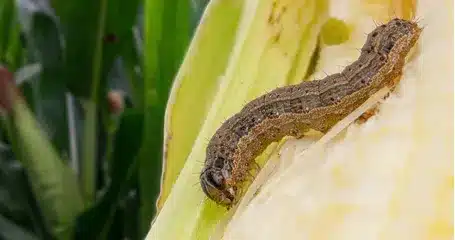 Gusano soldado en el cultivo de fresa