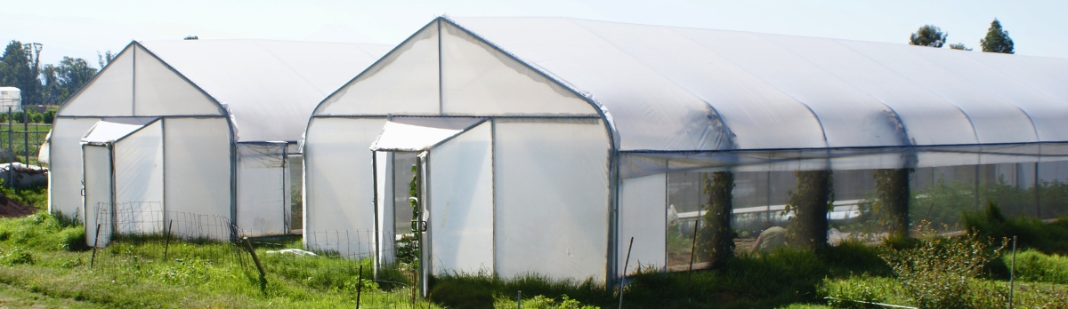 Cuidado de Plantas Bajo Cubierta: Cómo Maximizar la Producción en Invernadero