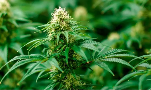 Planta de marihuana en hidroponía