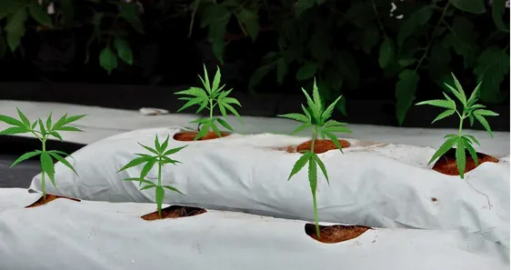 Cultivo de marihuana en hidroponía