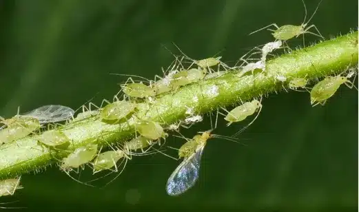 Pulgón verde del durazno