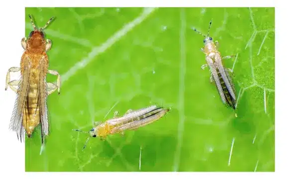 Trips de flor, plaga en el cultivo de fresa