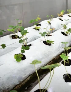Cultivo de fresa en slab de fibra de coco