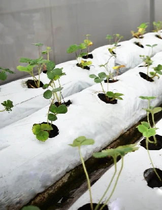 Fresa en hidroponía en slab de fibra de coco