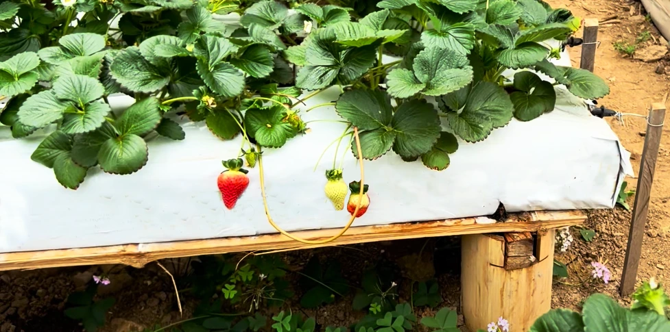 Cultivo de fresa en hidroponía