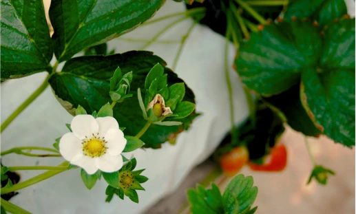 Floración y fructificación en el cultivo de fresa
