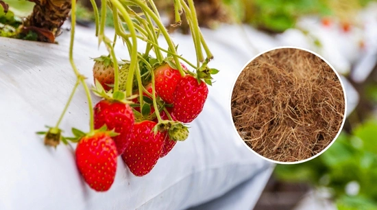 Cultivo de fresa en hidroponía: Cálculo y preparación de solución nutritiva