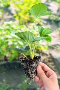 Fresa en cepellón para cultivo en hidroponía