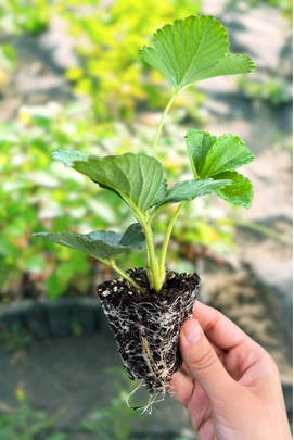 Cepellón de fresa listo para el trasplante