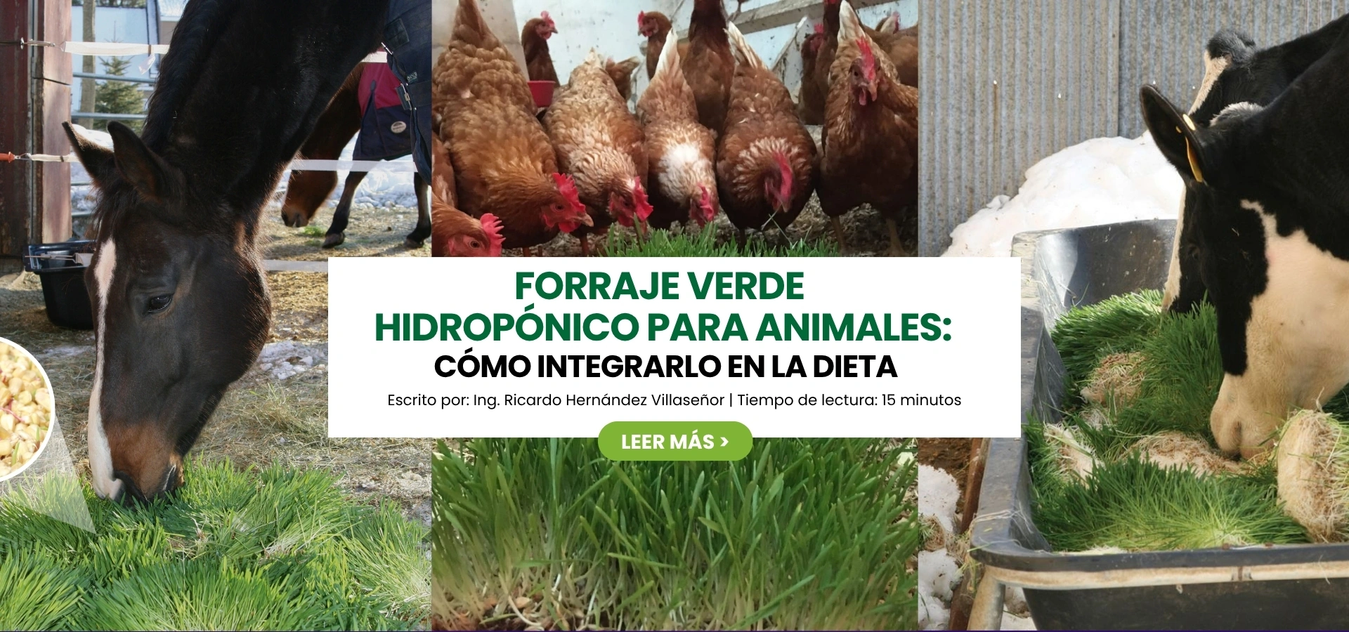 FVH para animales: cómo integrarlo