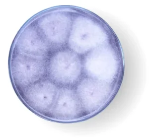 Fusarium en FVH