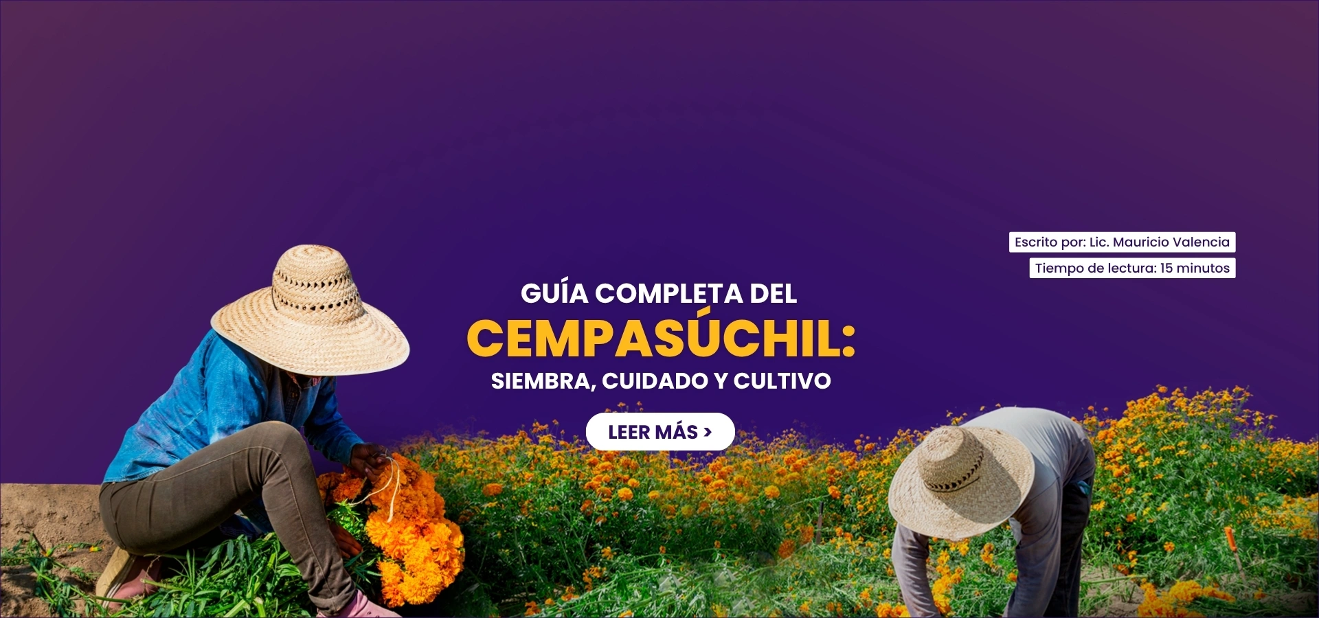 Guía completa del Cempasúchil