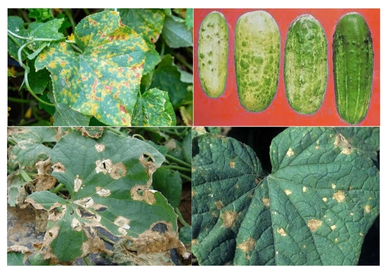 Virus en plantas de pepino