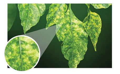 Mosaico Virus en plantas