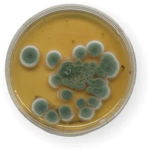 Penicillium en FVH