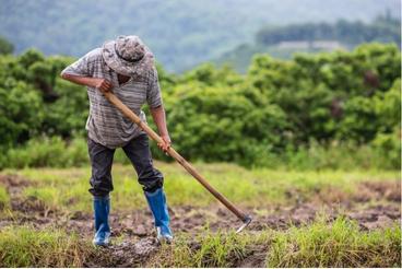 Desmalezado de parcela para evitar Virus en plantas