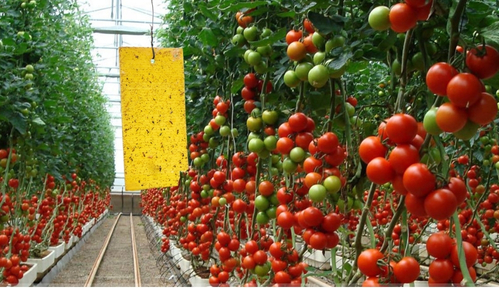 Trampas amarillas para reducir Virus en plantas