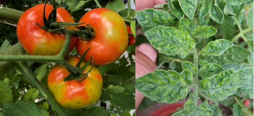 Virus en plantas: Rugoso del tomate