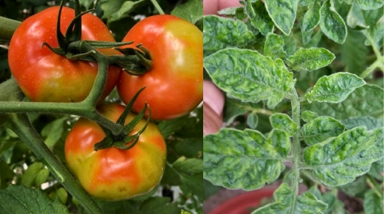 Virus en plantas: Señales de alerta y cómo proteger tu cultivo