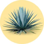 Cultivo de Agave Azul