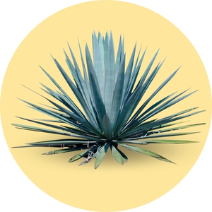 Agave Categoria