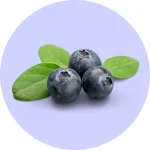 Cultivo de Arándanos