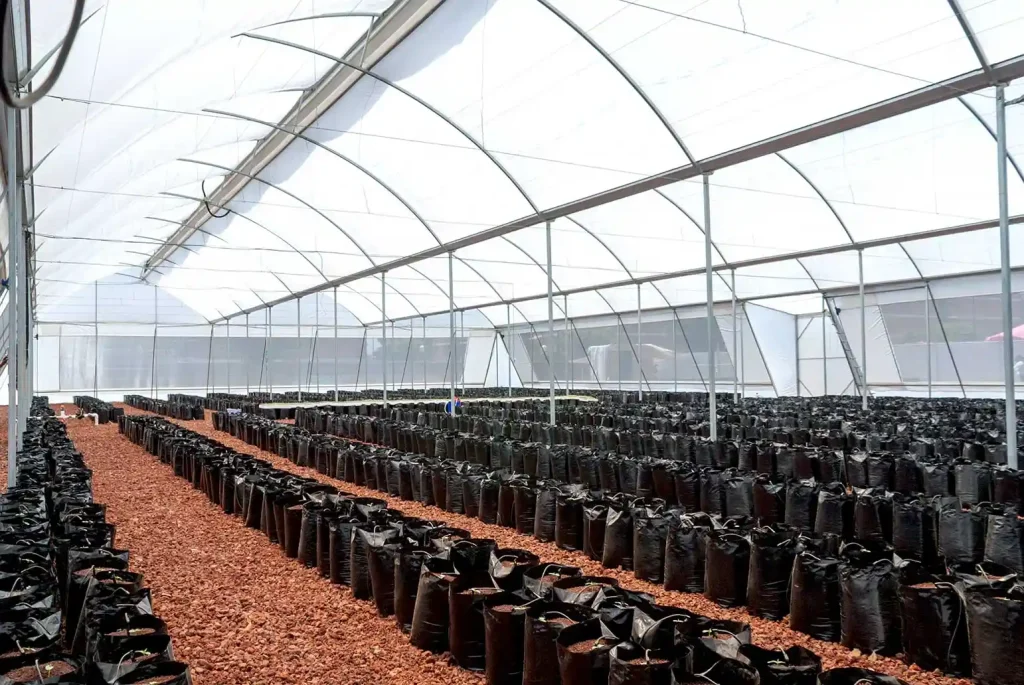 Invernedro cenital vista interna con bolsas