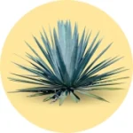 Cultivo de Agave Azul