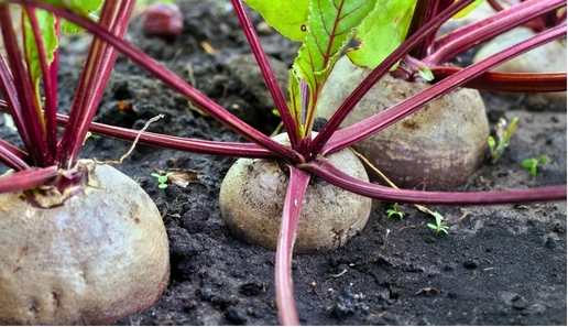 Cultivo_de_Betabel_Condiciones_suelo