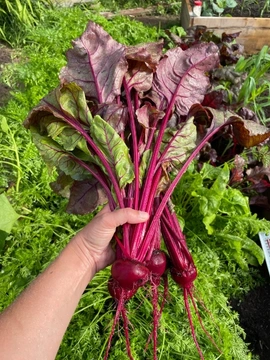 Cultivo_de_Betabel_Cosecha