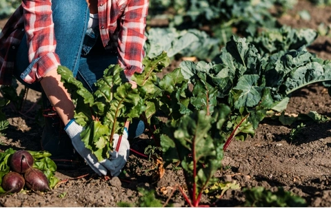 Cultivo_de_Betabel_Cosecha_extraccion