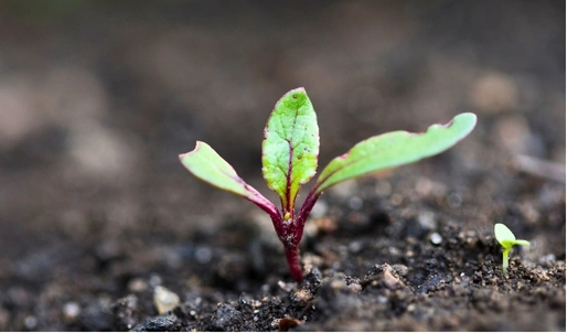 Cultivo_de_Betabel_Germinacion