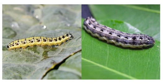 Cultivo_de_Betabel_Gusanos_cortadores