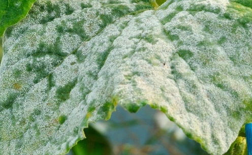 Cultivo_de_Betabel_Mildiu_polvoriento