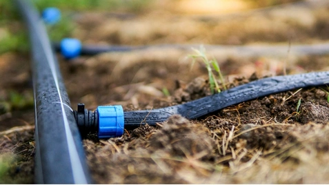 cultivo con cinta de riego