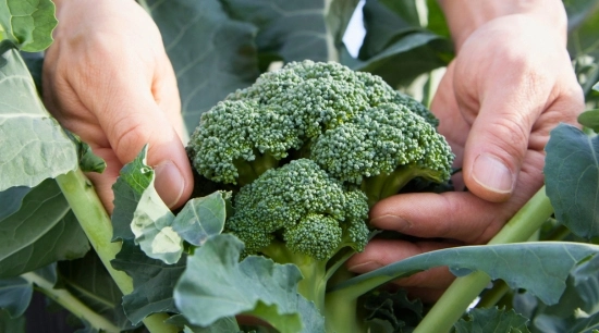 Cultivo de Brócoli: Requisitos, Manejo y Momento de Cosecha