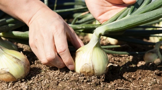 Cultivo de Cebolla: Guía Completa Paso a Paso