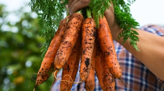 Guía completa para el cultivo de la zanahoria en tierra e hidroponía