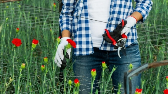 Guía para el cultivo del clavel: siembra, cuidados, riego y floración