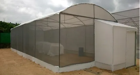 Casa sombra para propagación de jitomate por esqueje