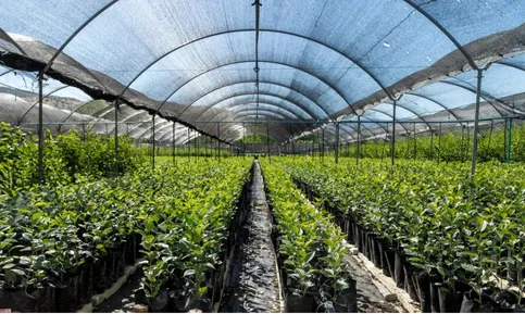 cultivo con malla sombra 30%