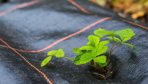 Mallas agrícolas anti malezas color negro 