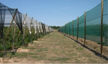 Mallas agrícolas rompevientos 