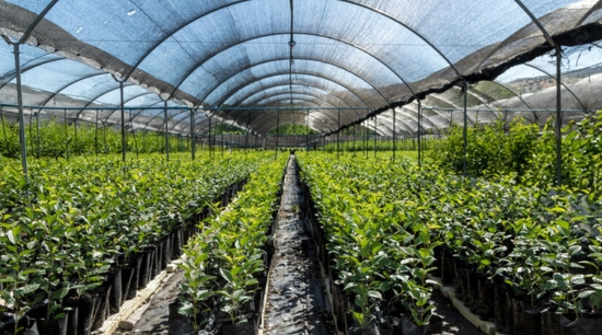 Mallas agrícolas: Tipos, usos y beneficios