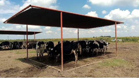 Malla sombra para el ganado 