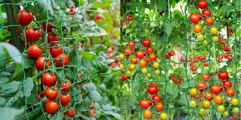 Mallas agrícolas para tutorado 