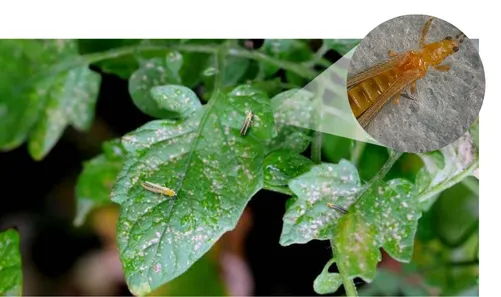 Mallas agrícolas contra trips 