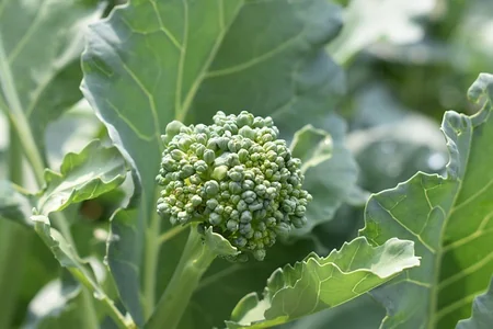 Formacion de cabeza en el brocoli