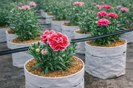 cultivo de clavel en hidorponia